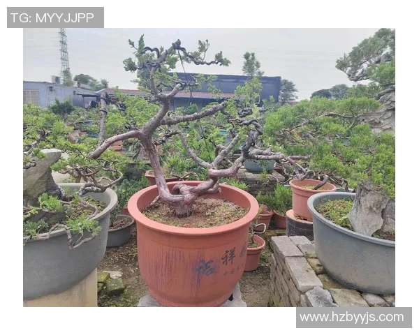 盆栽艺术：如何打造既美观又易养护的室内绿植空间